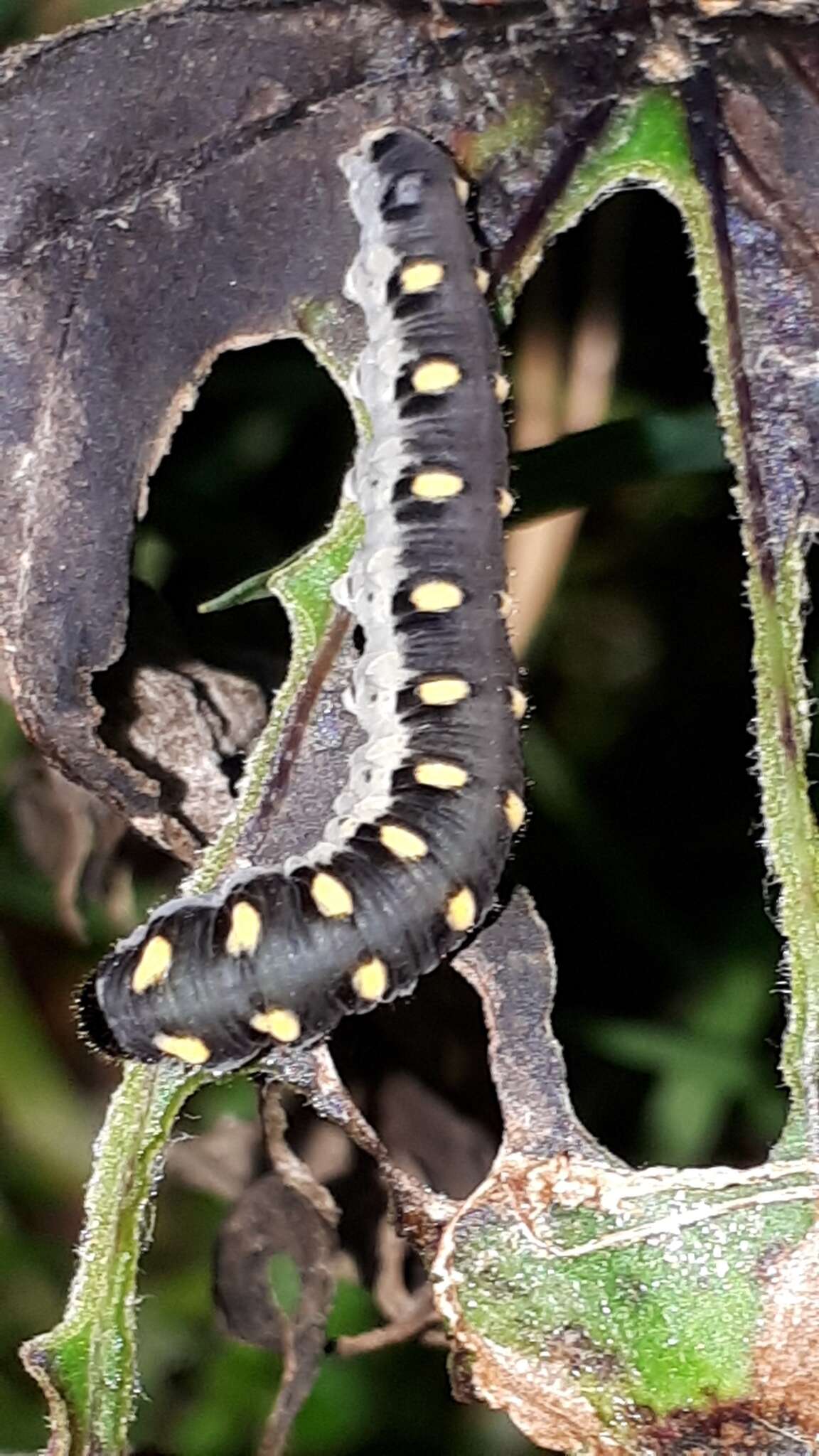 Image of Tenthredo mandibularis Fabricius 1804