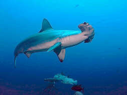 Image of Scalloped Hammerhead