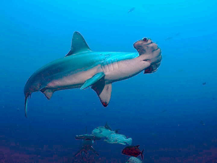 Image of Scalloped Hammerhead