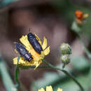 Image de Acmaeodera crinita melanosoma Lucas 1844