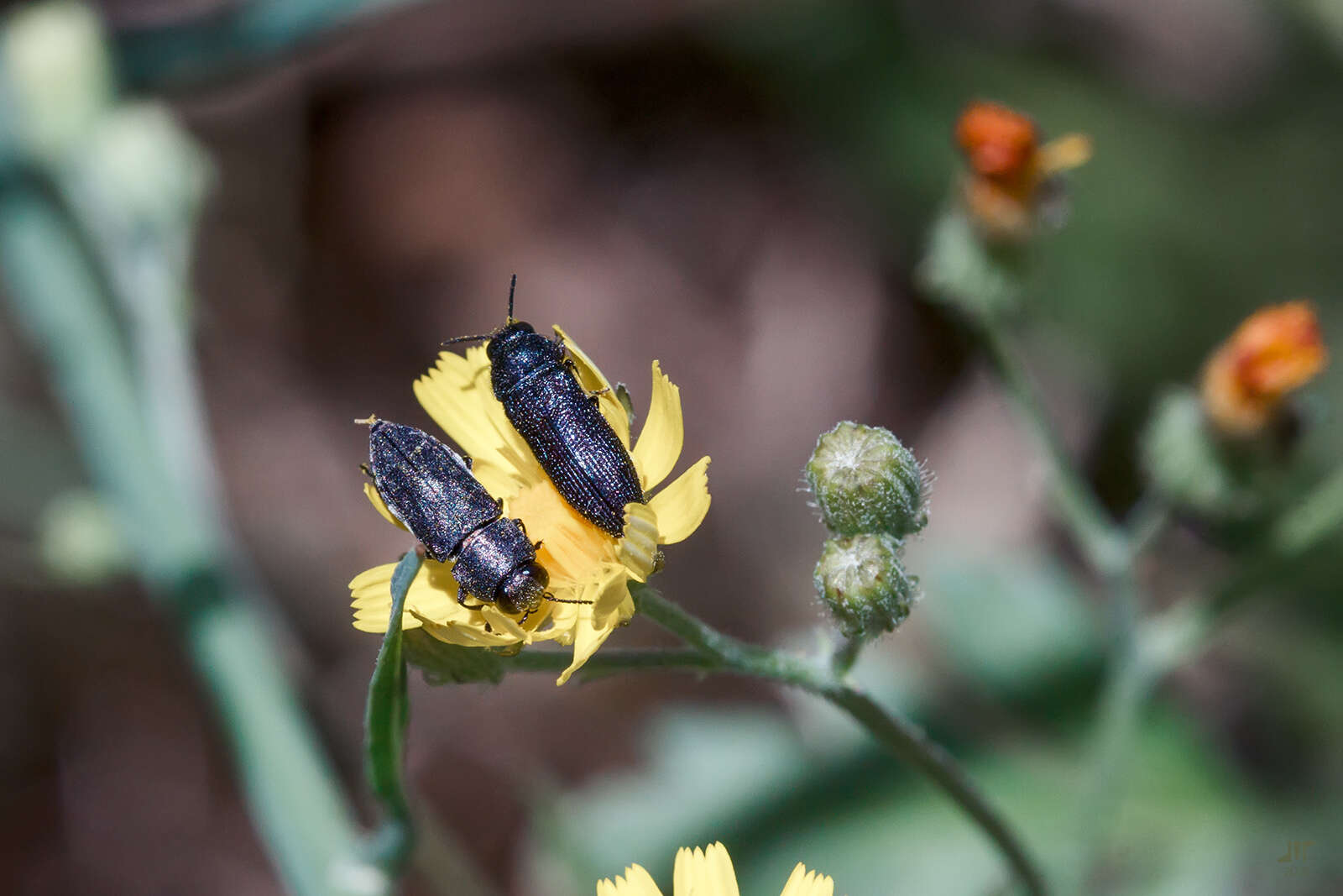 Image of Acmaeodera crinita melanosoma Lucas 1844