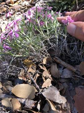 Imagem de Phlox austromontana Coville