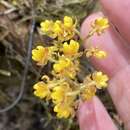 Plancia ëd Trichocentrum pumilum (Lindl.) M. W. Chase & N. H. Williams