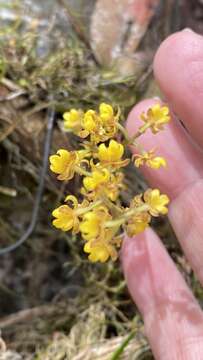 Plancia ëd Trichocentrum pumilum (Lindl.) M. W. Chase & N. H. Williams