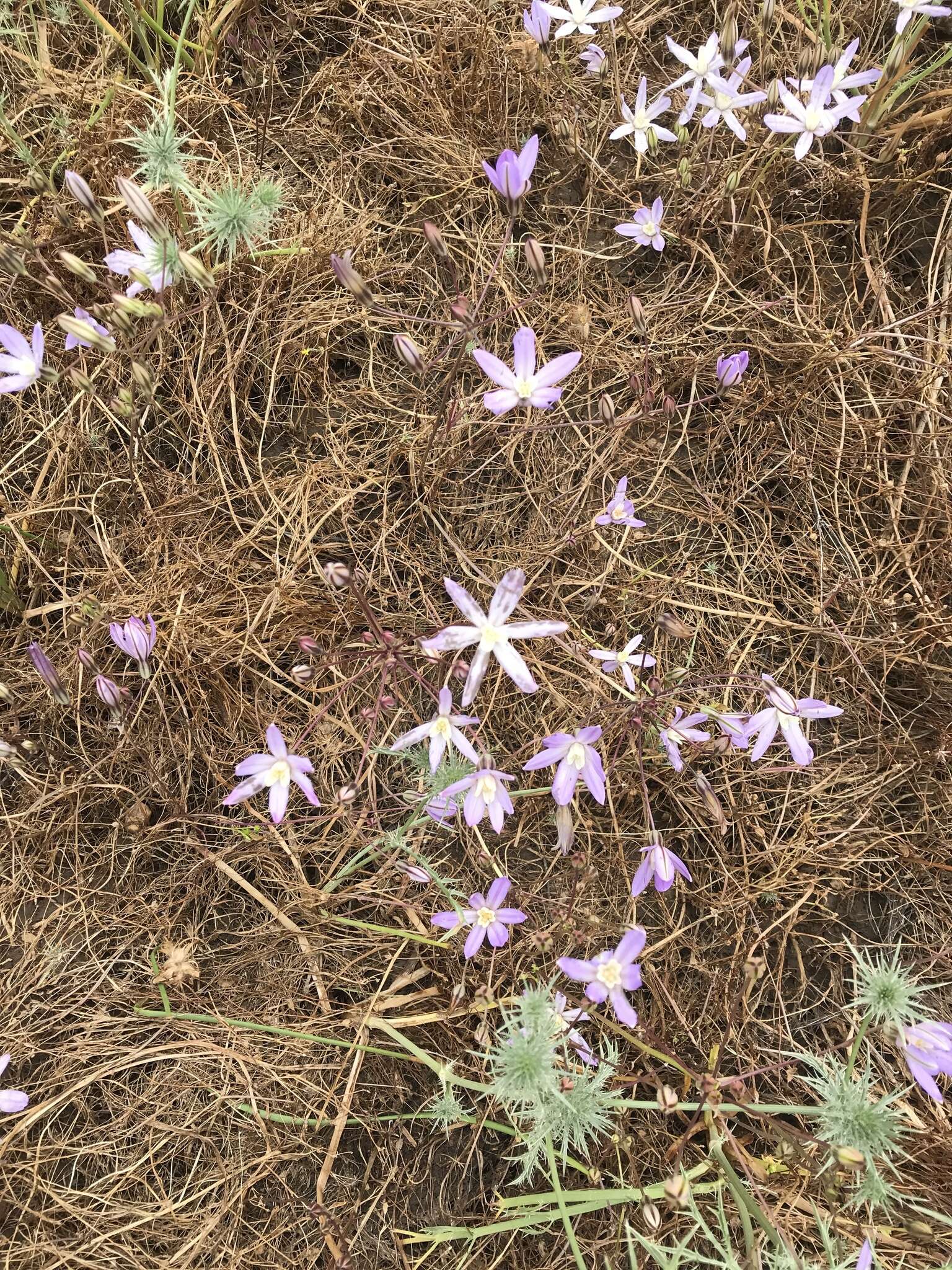 Image of vernalpool brodiaea