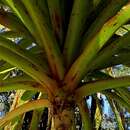 Image of Dracophyllum elegantissimum S. Venter