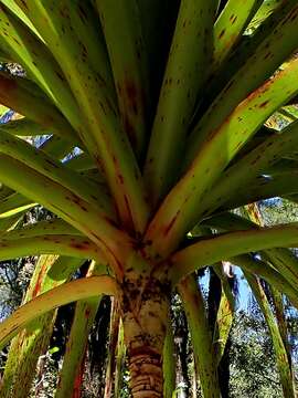 Image de Dracophyllum elegantissimum S. Venter