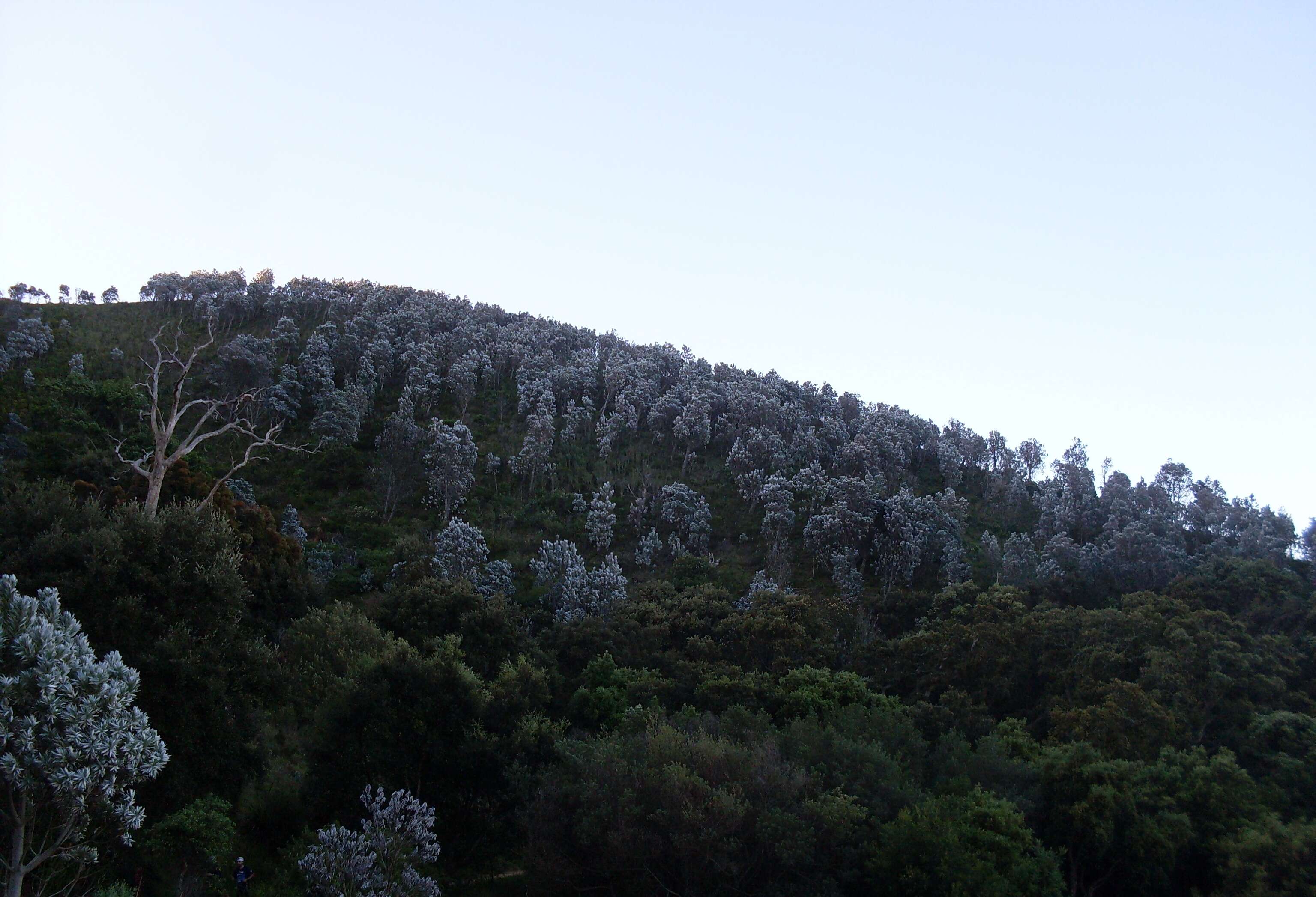 Image of Silver tree