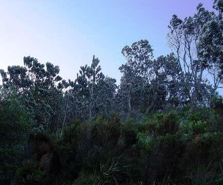 Imagem de Leucadendron argenteum (L.) R. Br.