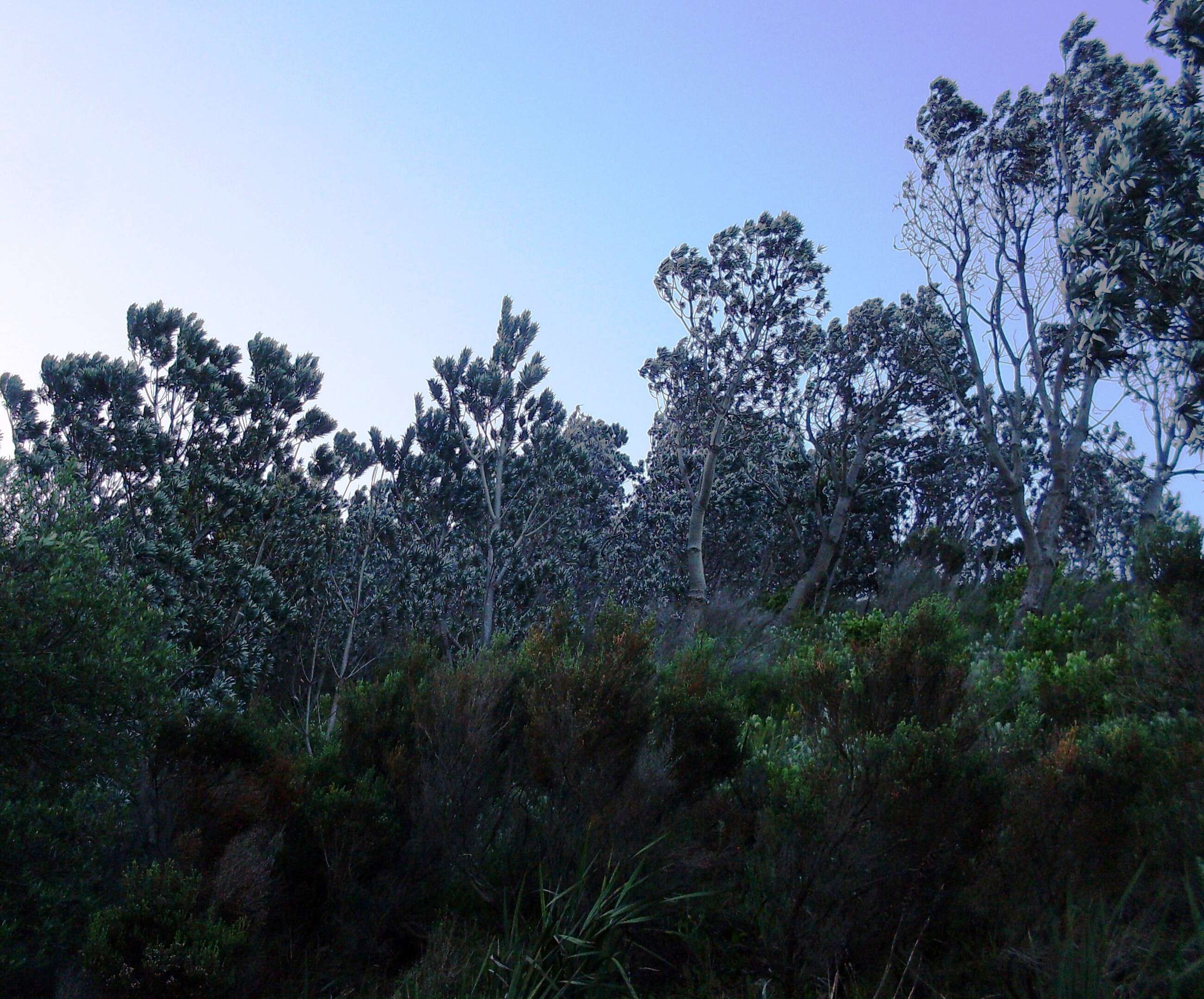 Image of Silver tree