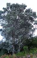 Image of Silver tree