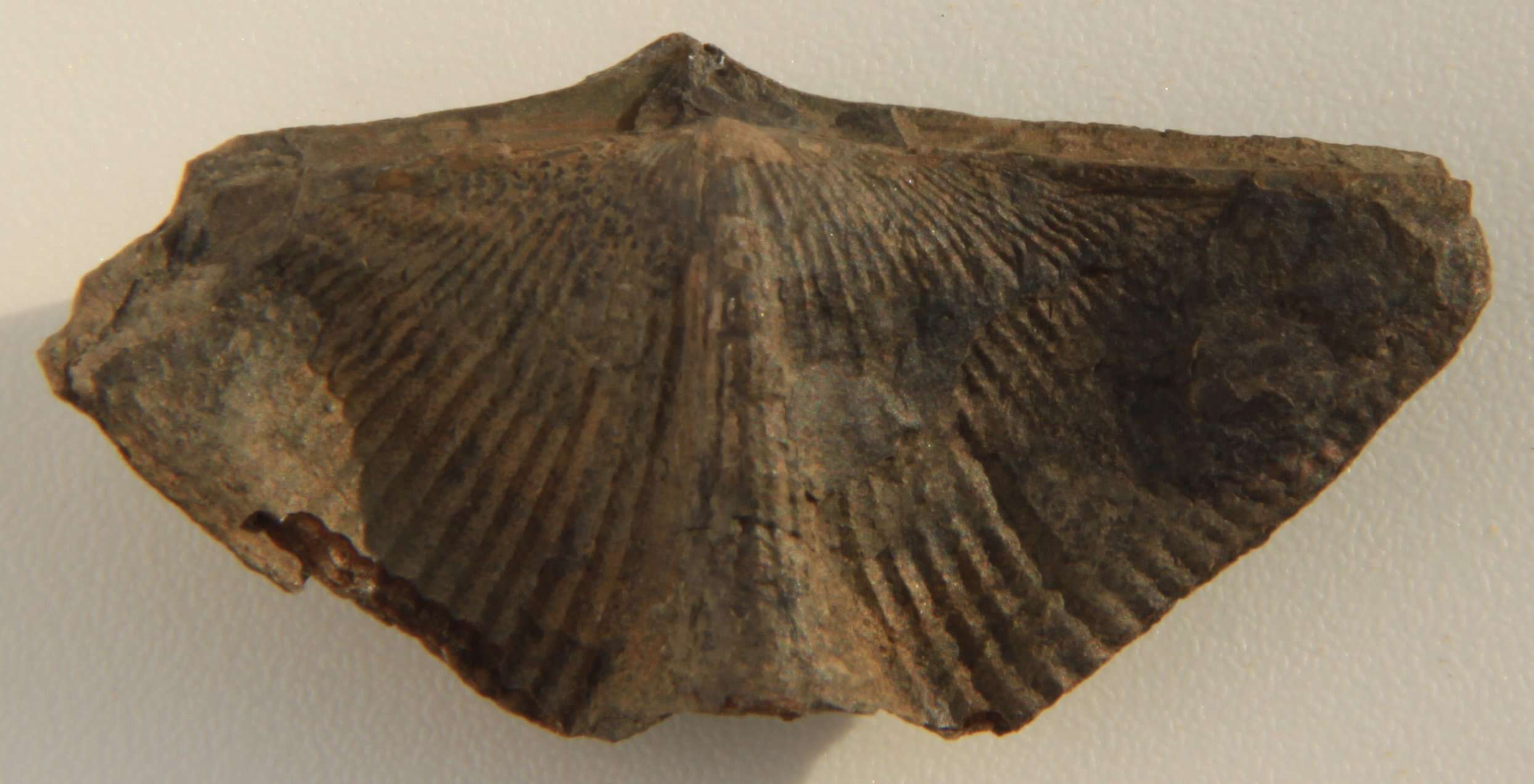 Image of Cyrtospirifer verneuili