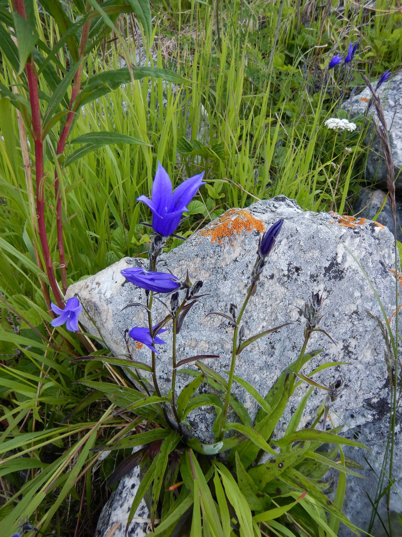 Campanula stevenii subsp. turczaninovii (Fed.) Victorov resmi