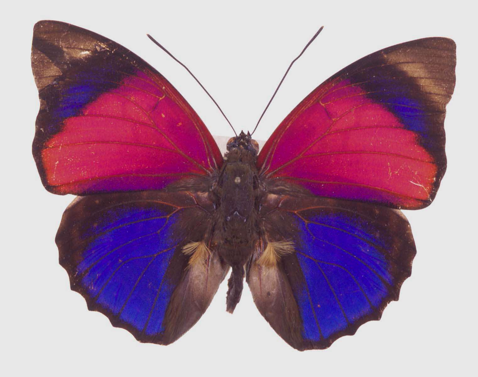 Image of Agrias claudina