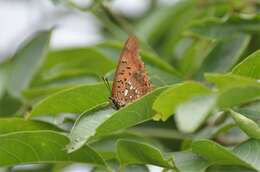 Image of Charaxes jahlusa argynnides Westwood 1864