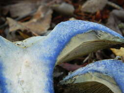 Lactarius indigo (Schwein.) Fr. 1838 resmi