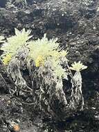 Imagem de Artemisia mauiensis (A. Gray) Skottsberg