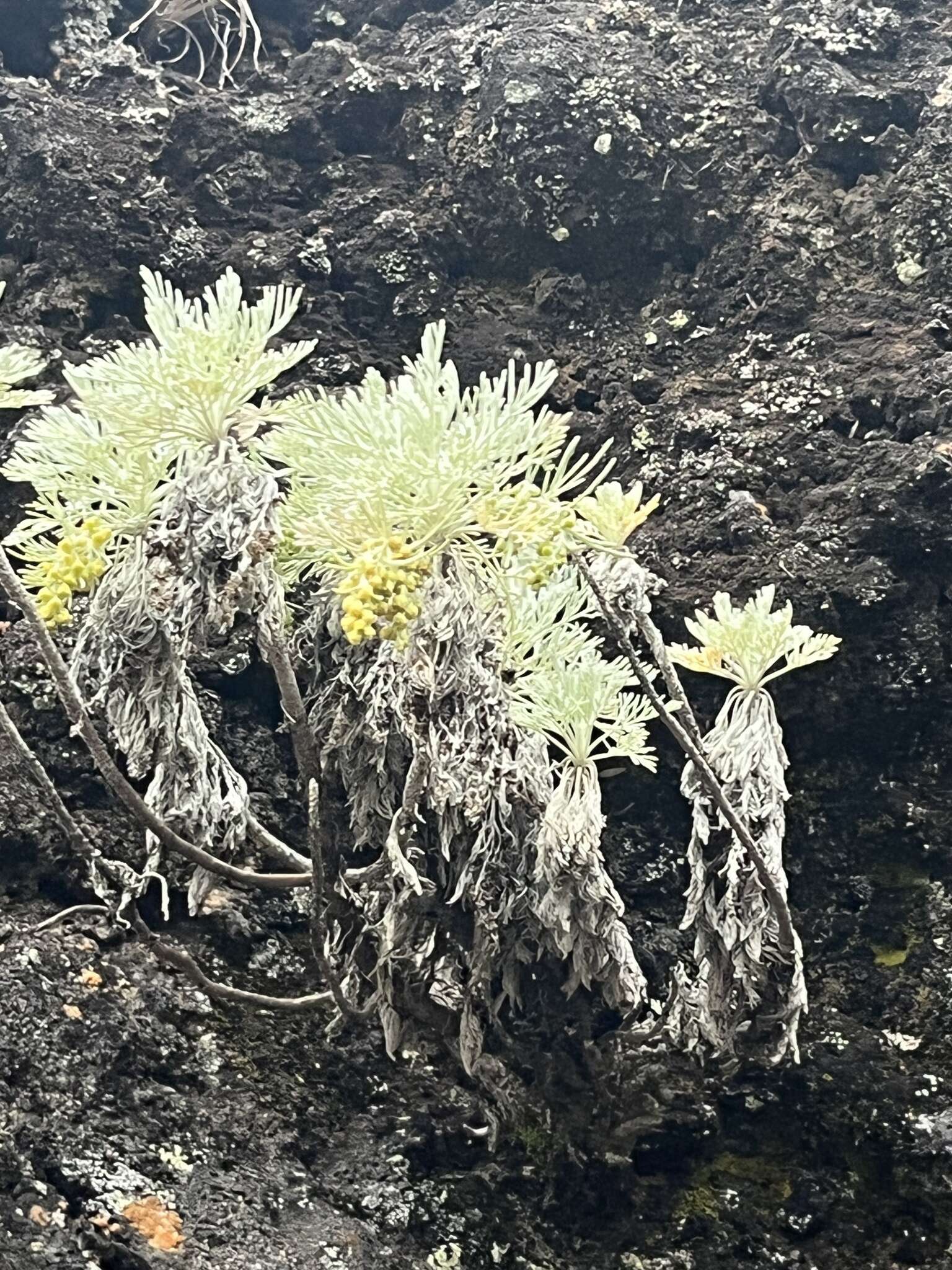 Imagem de Artemisia mauiensis (A. Gray) Skottsberg