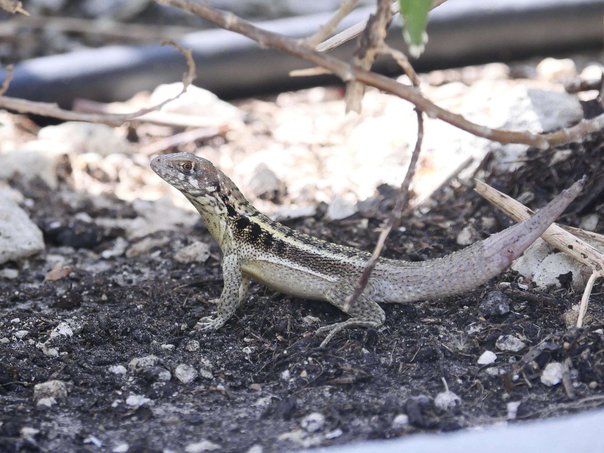 Image of Bastion Cay Curlytail Lizard