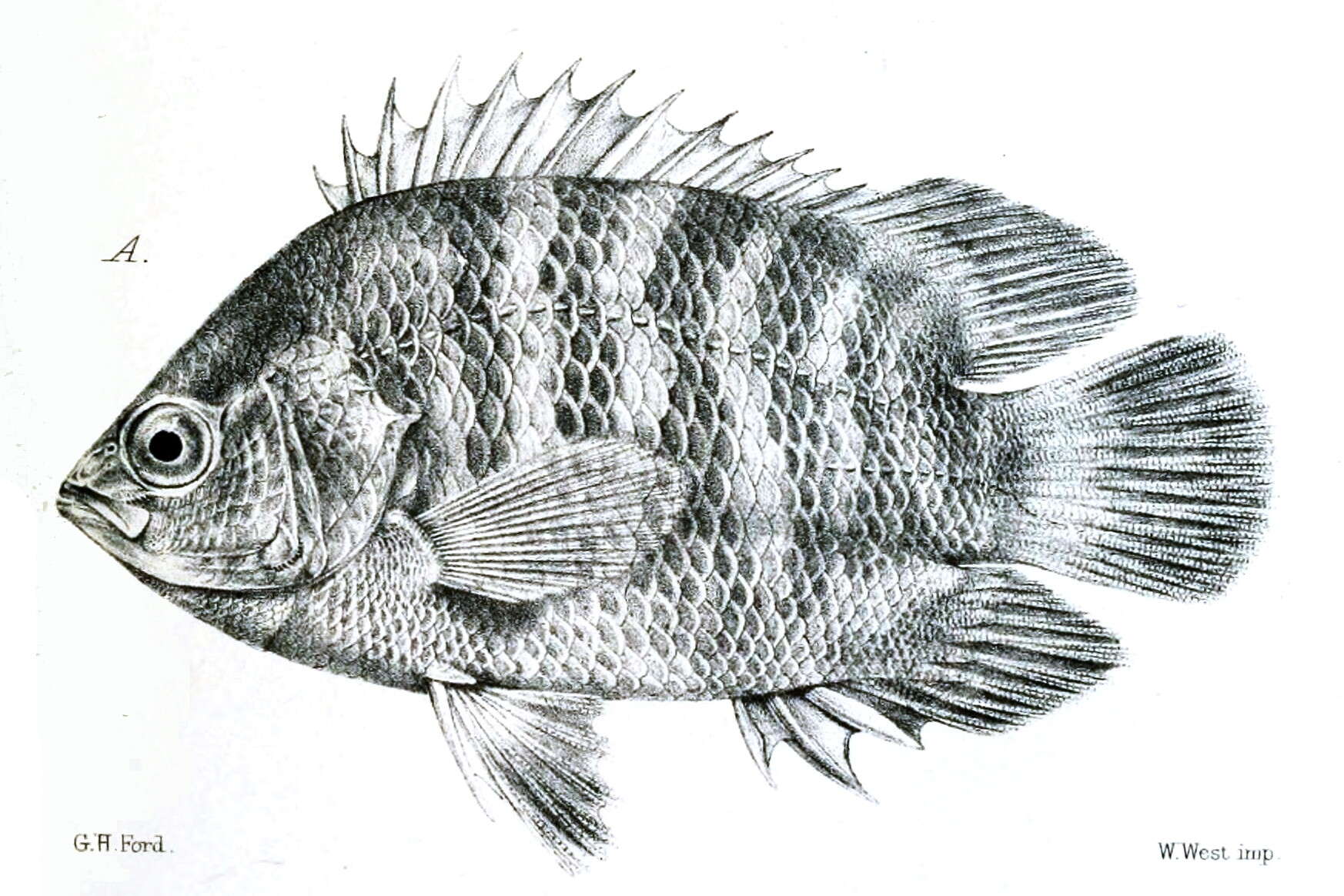 Image of Pristolepididae