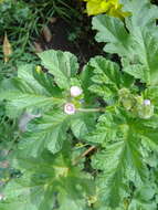 Image of Fuertesimalva limensis (L.) P. A. Fryxell