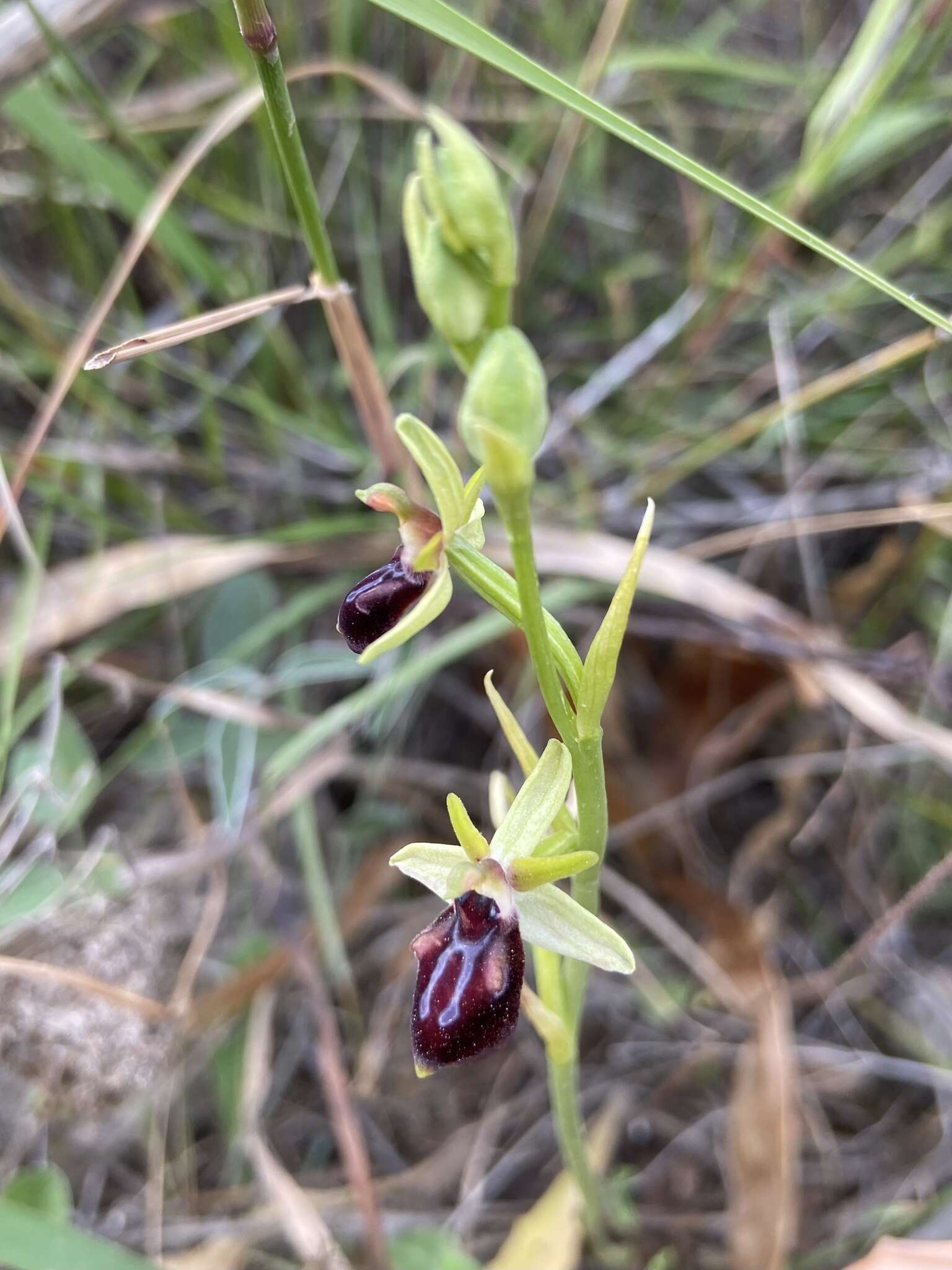 Image of Ophrys sphegodes subsp. gortynia H. Baumann & Künkele