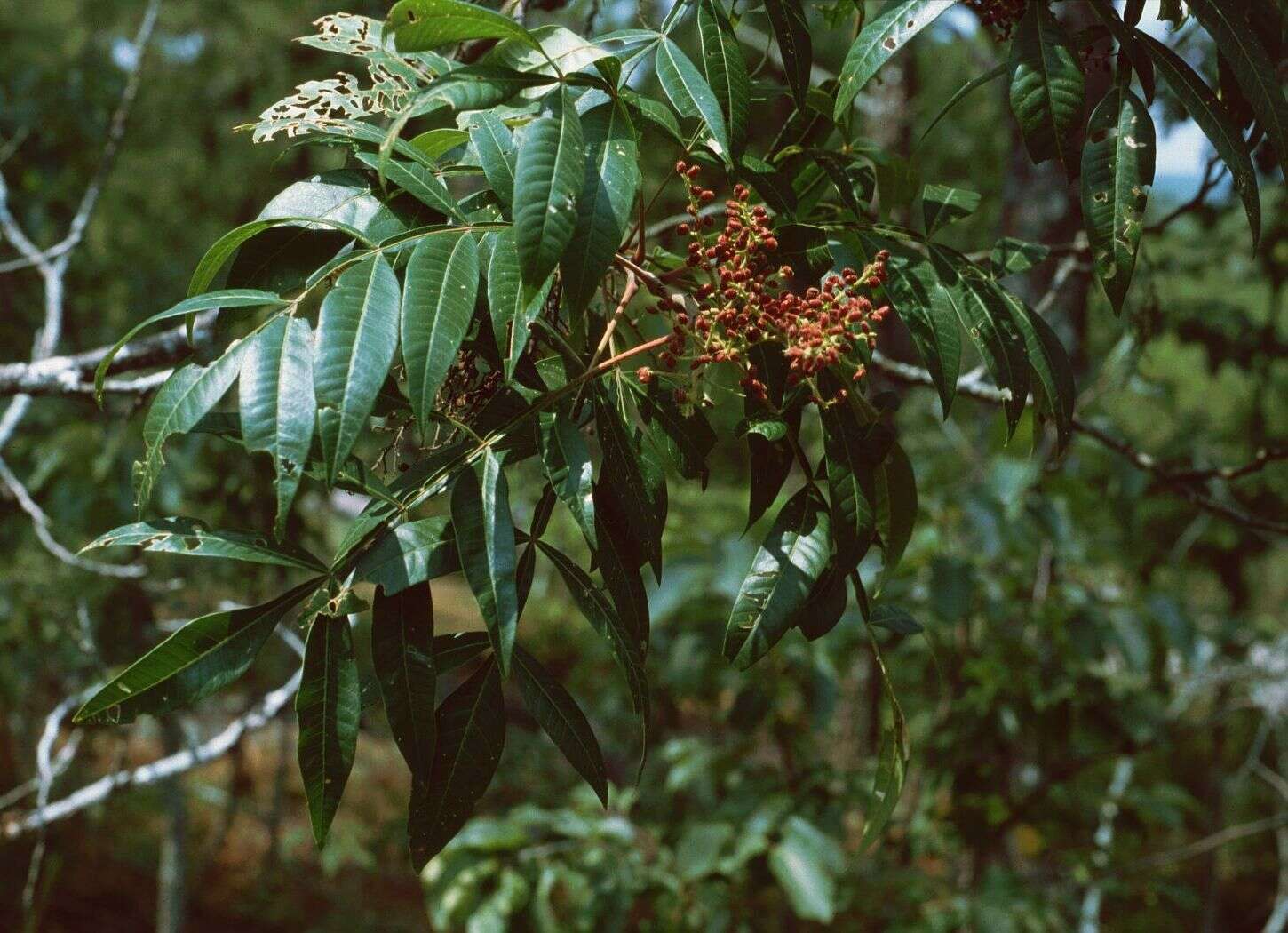 Image de Rhus copallinum