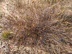 Imagem de Marasmodes defoliata S. Ortiz