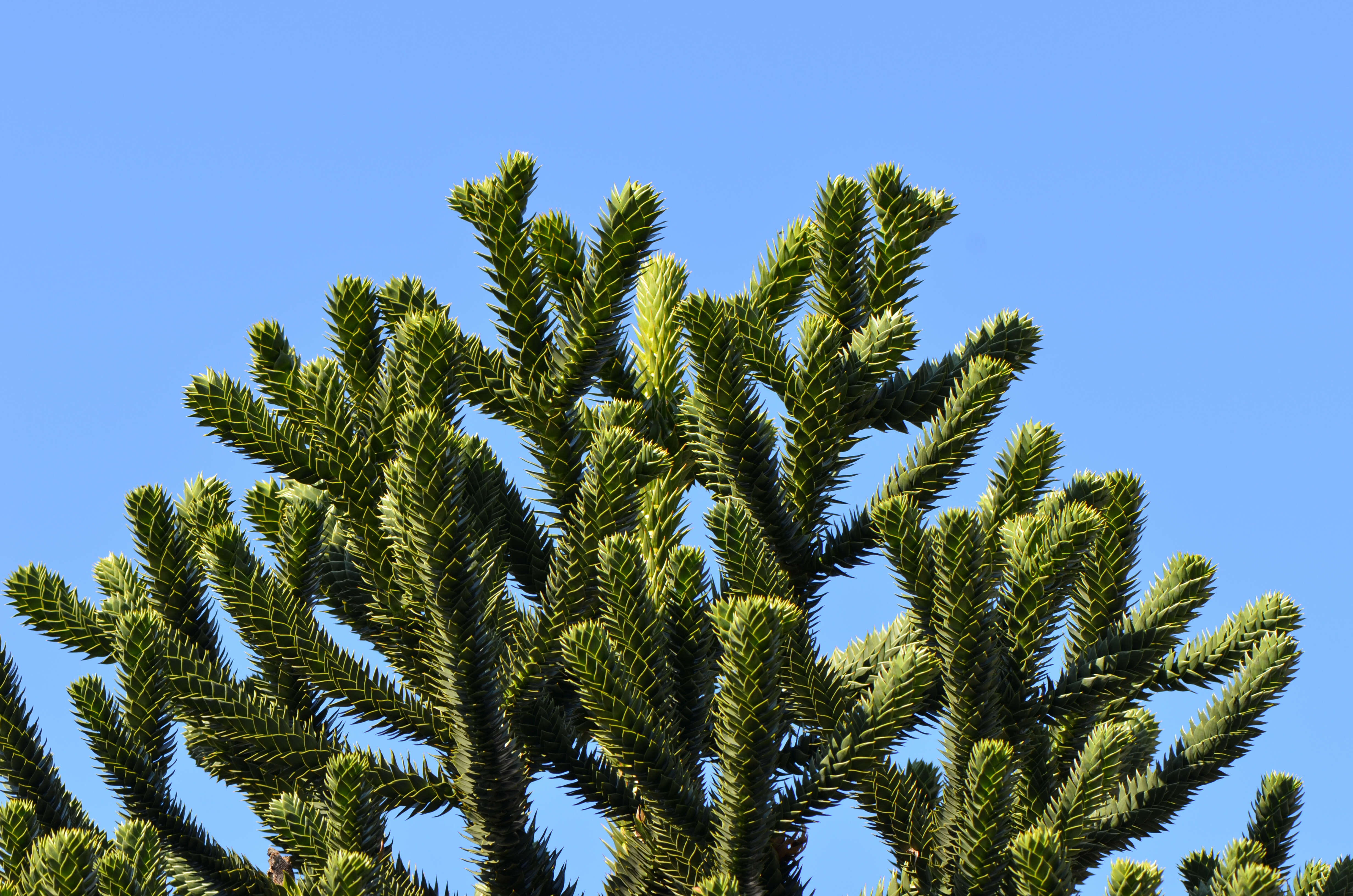 Image of Monkey Puzzle