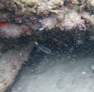 Image of Blacktail chromis