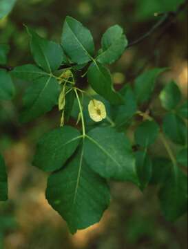 Image of common hoptree