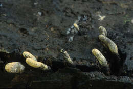 Image of Xylaria penicilliopsis (Henn.) Y. M. Ju 2016