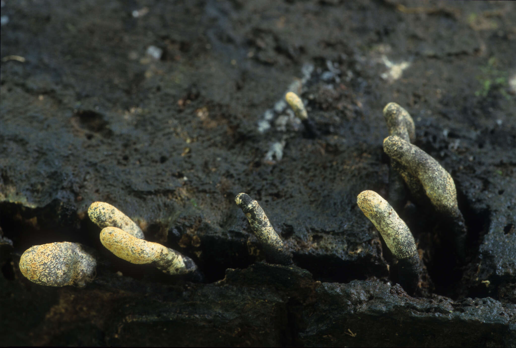 Imagem de Xylaria penicilliopsis (Henn.) Y. M. Ju 2016