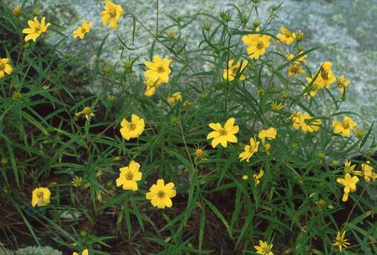 Sivun Helianthus porteri (A. Gray) J. F. Pruski kuva