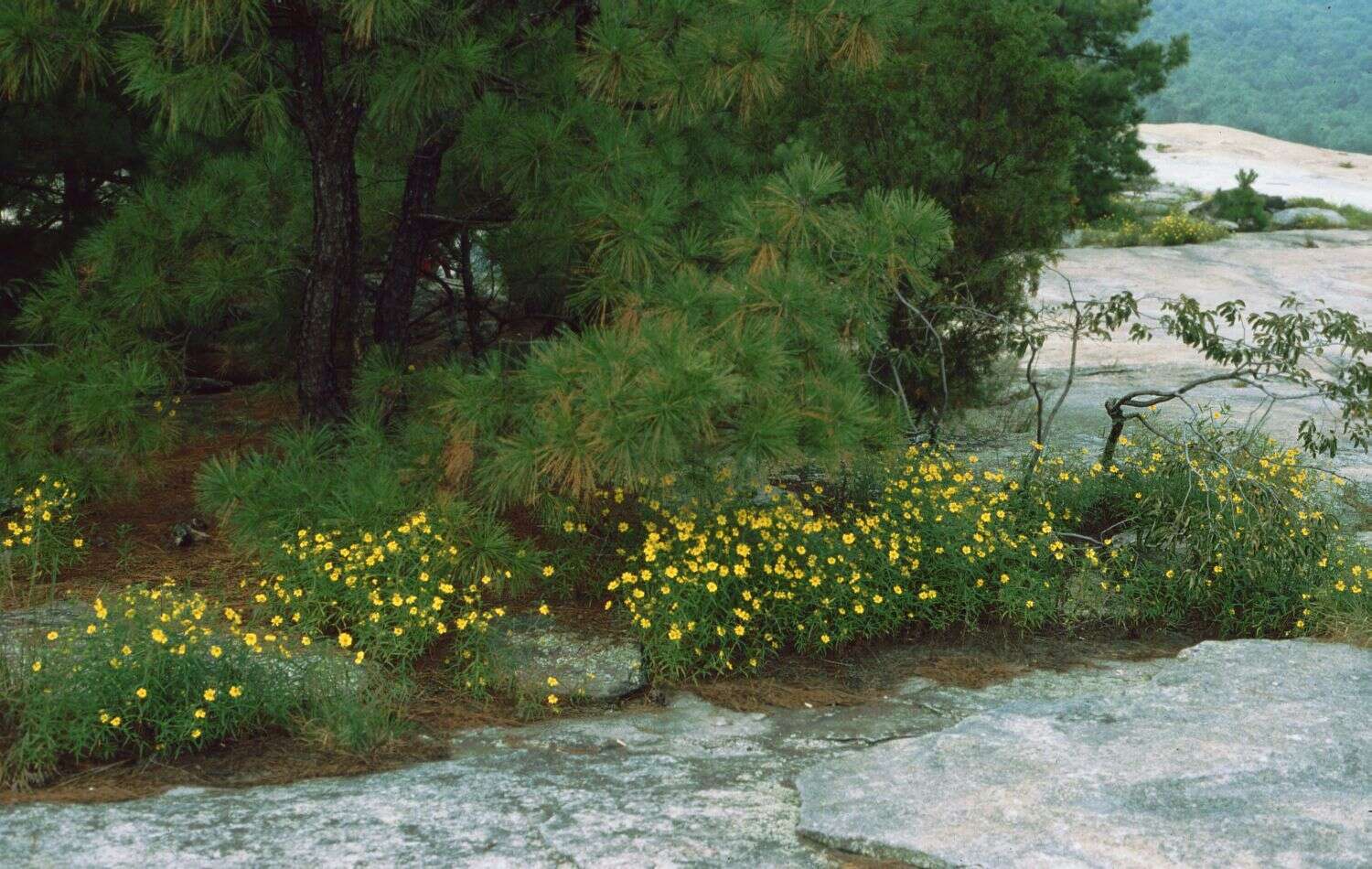 Sivun Helianthus porteri (A. Gray) J. F. Pruski kuva