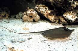 Image of Atlantic Stingray