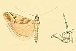 Image of Ancylosis imitella Hampson 1901