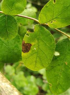 Image of Fomoria pteliaeella (Chambers 1880) Wilkinson 1979