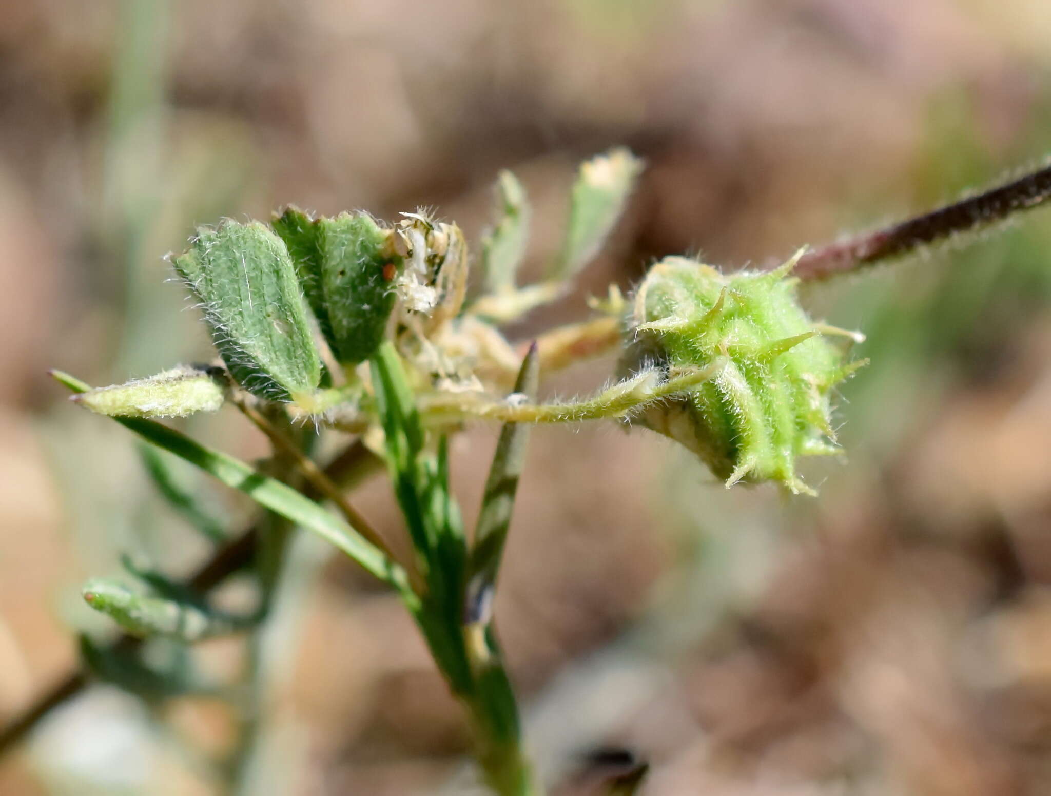 Image of Tifton burclover