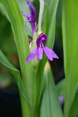 Image of Roscoea tibetica Batalin