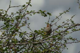 Image de Sporopipes Cabanis 1847