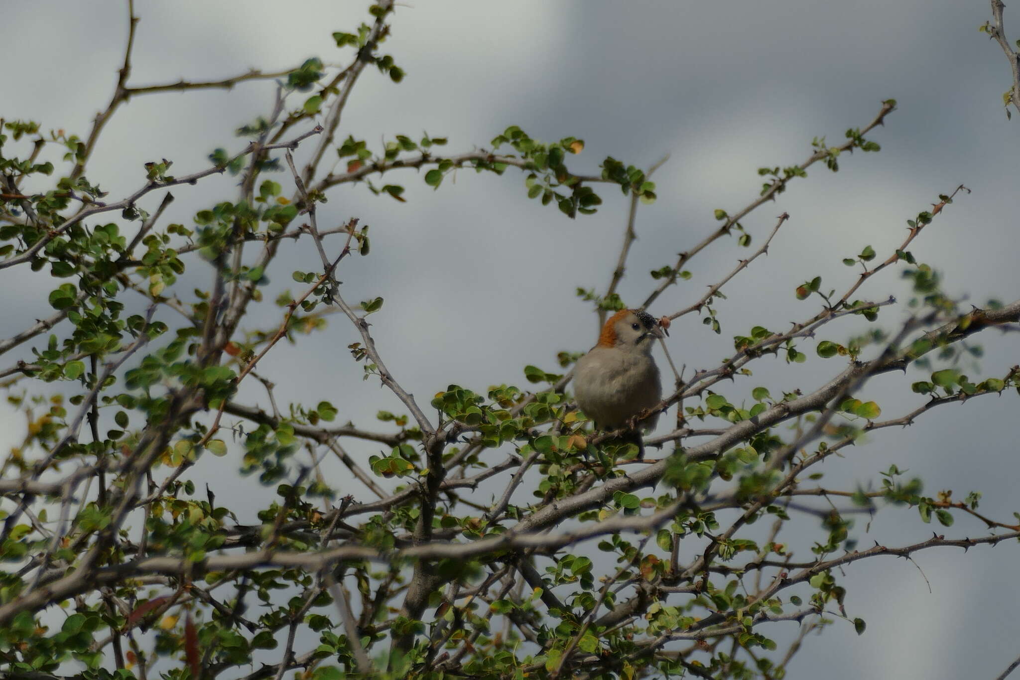 Image of Sporopipes Cabanis 1847