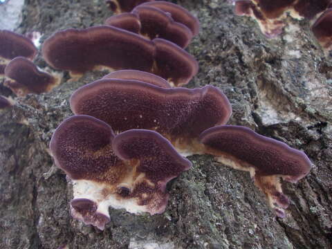 Image of Trichaptum biforme (Fr.) Ryvarden 1972