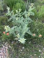 Imagem de Astragalus drummondii Dougl.