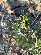 Image of Cyanothamnus rigens