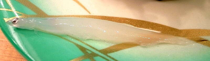 Image of Common icefish