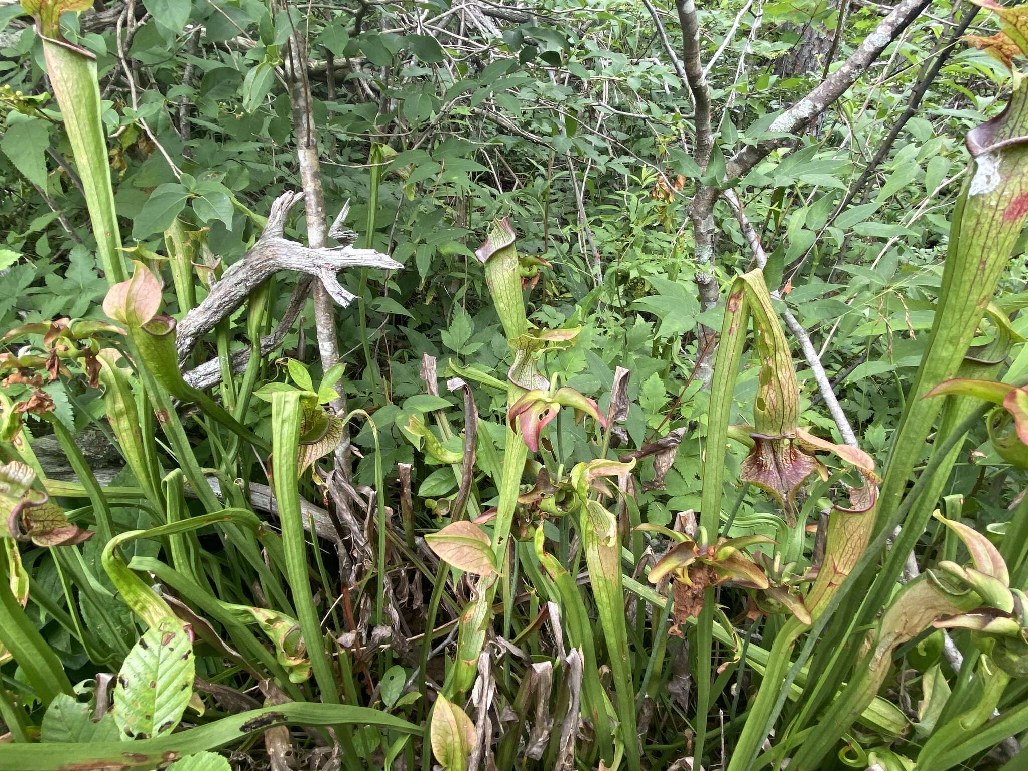 Image of Mountain Sweet Pitcherplant