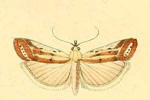 Ancylosis cinnamomella Duponchel 1836 resmi