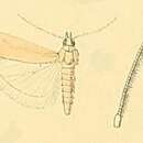 Ancylosis calcariella resmi