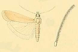 Ancylosis calcariella resmi